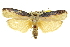  ( - 11ANIC-11420)  @13 [ ] CreativeCommons - Attribution (2011) ANIC/CBG Photography Group Centre for Biodiversity Genomics