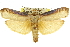  (Cryptophasa phaeochtha - 11ANIC-11421)  @15 [ ] CreativeCommons - Attribution (2011) ANIC/CBG Photography Group Centre for Biodiversity Genomics