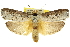  (Cryptophasa xylomima - 11ANIC-11425)  @15 [ ] CreativeCommons - Attribution (2011) ANIC/CBG Photography Group Centre for Biodiversity Genomics
