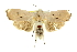  ( - 11ANIC-11433)  @11 [ ] CreativeCommons - Attribution (2011) ANIC/CBG Photography Group Centre for Biodiversity Genomics