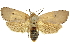  (Cryptophasa sarcinota - 11ANIC-11435)  @11 [ ] CreativeCommons - Attribution (2011) ANIC/CBG Photography Group Centre for Biodiversity Genomics