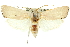  ( - 11ANIC-11437)  @11 [ ] CreativeCommons - Attribution (2011) ANIC/CBG Photography Group Centre for Biodiversity Genomics