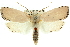  (Cryptophasa catharia - 11ANIC-11439)  @15 [ ] CreativeCommons - Attribution (2011) ANIC/CBG Photography Group Centre for Biodiversity Genomics