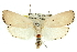  (Cryptophasa catharia - 11ANIC-11440)  @15 [ ] CreativeCommons - Attribution (2011) ANIC/CBG Photography Group Centre for Biodiversity Genomics