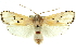  (Cryptophasa ochroleuca - 11ANIC-11443)  @15 [ ] CreativeCommons - Attribution (2011) ANIC/CBG Photography Group Centre for Biodiversity Genomics