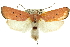  (Cryptophasa rubra - 11ANIC-11444)  @15 [ ] CreativeCommons - Attribution (2011) ANIC/CBG Photography Group Centre for Biodiversity Genomics