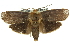  ( - 11ANIC-11448)  @15 [ ] CreativeCommons - Attribution (2011) ANIC/CBG Photography Group Centre for Biodiversity Genomics