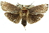 ( - 11ANIC-11449)  @15 [ ] CreativeCommons - Attribution (2011) ANIC/CBG Photography Group Centre for Biodiversity Genomics