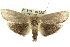  (Cryptophasa sp. ANIC51 - 11ANIC-11452)  @15 [ ] CreativeCommons - Attribution (2011) ANIC/CBG Photography Group Centre for Biodiversity Genomics