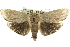  ( - 11ANIC-11453)  @13 [ ] CreativeCommons - Attribution (2011) ANIC/CBG Photography Group Centre for Biodiversity Genomics