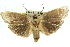  ( - 11ANIC-11454)  @15 [ ] CreativeCommons - Attribution (2011) ANIC/CBG Photography Group Centre for Biodiversity Genomics