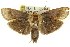  (Cryptophasa zorodes - 11ANIC-11455)  @15 [ ] CreativeCommons - Attribution (2011) ANIC/CBG Photography Group Centre for Biodiversity Genomics