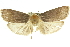  ( - 11ANIC-11456)  @13 [ ] CreativeCommons - Attribution (2011) ANIC/CBG Photography Group Centre for Biodiversity Genomics