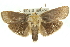  ( - 11ANIC-11457)  @15 [ ] CreativeCommons - Attribution (2011) ANIC/CBG Photography Group Centre for Biodiversity Genomics
