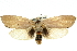  ( - 11ANIC-11462)  @13 [ ] CreativeCommons - Attribution (2011) ANIC/CBG Photography Group Centre for Biodiversity Genomics