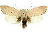  (Cryptophasa hyalinopa - 11ANIC-11463)  @14 [ ] CreativeCommons - Attribution (2011) ANIC/CBG Photography Group Centre for Biodiversity Genomics