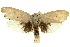  ( - 11ANIC-11465)  @11 [ ] CreativeCommons - Attribution (2011) ANIC/CBG Photography Group Centre for Biodiversity Genomics