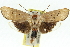  ( - 11ANIC-11468)  @11 [ ] CreativeCommons - Attribution (2011) ANIC/CBG Photography Group Centre for Biodiversity Genomics