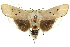  (Cryptophasa sp. ANIC56 - 11ANIC-11469)  @15 [ ] CreativeCommons - Attribution (2011) ANIC/CBG Photography Group Centre for Biodiversity Genomics