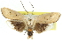  ( - 11ANIC-11470)  @11 [ ] CreativeCommons - Attribution (2011) ANIC/CBG Photography Group Centre for Biodiversity Genomics
