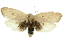  ( - 11ANIC-11471)  @11 [ ] CreativeCommons - Attribution (2011) ANIC/CBG Photography Group Centre for Biodiversity Genomics