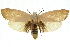  ( - 11ANIC-11472)  @11 [ ] CreativeCommons - Attribution (2011) ANIC/CBG Photography Group Centre for Biodiversity Genomics