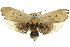  ( - 11ANIC-11473)  @14 [ ] CreativeCommons - Attribution (2011) ANIC/CBG Photography Group Centre for Biodiversity Genomics
