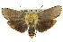  (Cryptophasa sp. ANIC59 - 11ANIC-11485)  @15 [ ] CreativeCommons - Attribution (2011) ANIC/CBG Photography Group Centre for Biodiversity Genomics