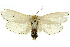  ( - 11ANIC-11486)  @11 [ ] CreativeCommons - Attribution (2011) ANIC/CBG Photography Group Centre for Biodiversity Genomics