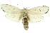  (Cryptophasa sp. ANIC60 - 11ANIC-11489)  @11 [ ] CreativeCommons - Attribution (2011) ANIC/CBG Photography Group Centre for Biodiversity Genomics