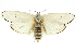  ( - 11ANIC-11491)  @11 [ ] CreativeCommons - Attribution (2011) ANIC/CBG Photography Group Centre for Biodiversity Genomics