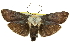  ( - 11ANIC-11492)  @15 [ ] CreativeCommons - Attribution (2011) ANIC/CBG Photography Group Centre for Biodiversity Genomics