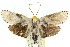  ( - 11ANIC-11496)  @13 [ ] CreativeCommons - Attribution (2011) ANIC/CBG Photography Group Centre for Biodiversity Genomics