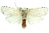  ( - 11ANIC-11500)  @14 [ ] CreativeCommons - Attribution (2011) ANIC/CBG Photography Group Centre for Biodiversity Genomics