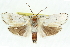  ( - 11ANIC-11502)  @13 [ ] CreativeCommons - Attribution (2011) ANIC/CBG Photography Group Centre for Biodiversity Genomics