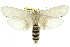  ( - 11ANIC-11510)  @15 [ ] CreativeCommons - Attribution (2011) ANIC/CBG Photography Group Centre for Biodiversity Genomics