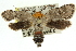  ( - 11ANIC-11512)  @12 [ ] CreativeCommons - Attribution (2011) ANIC/CBG Photography Group Centre for Biodiversity Genomics