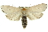  (Cryptophasa sp. ANIC66 - 11ANIC-11513)  @14 [ ] CreativeCommons - Attribution (2011) ANIC/CBG Photography Group Centre for Biodiversity Genomics