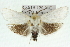  (Cryptophasa delocentra - 11ANIC-11516)  @15 [ ] CreativeCommons - Attribution (2011) ANIC/CBG Photography Group Centre for Biodiversity Genomics