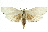  ( - 11ANIC-11517)  @15 [ ] CreativeCommons - Attribution (2011) ANIC/CBG Photography Group Centre for Biodiversity Genomics