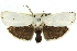 ( - 11ANIC-11520)  @14 [ ] CreativeCommons - Attribution (2011) ANIC/CBG Photography Group Centre for Biodiversity Genomics