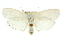  ( - 11ANIC-11521)  @14 [ ] CreativeCommons - Attribution (2011) ANIC/CBG Photography Group Centre for Biodiversity Genomics