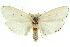  (Cryptophasa sp. ANIC69 - 11ANIC-11527)  @11 [ ] CreativeCommons - Attribution (2011) ANIC/CBG Photography Group Centre for Biodiversity Genomics