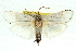  ( - 11ANIC-11537)  @14 [ ] CreativeCommons - Attribution (2011) ANIC/CBG Photography Group Centre for Biodiversity Genomics