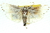  ( - 11ANIC-11538)  @13 [ ] CreativeCommons - Attribution (2011) ANIC/CBG Photography Group Centre for Biodiversity Genomics