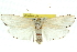  ( - 11ANIC-11539)  @14 [ ] CreativeCommons - Attribution (2011) ANIC/CBG Photography Group Centre for Biodiversity Genomics