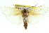  (Cryptophasa sp. ANIC72 - 11ANIC-11540)  @11 [ ] CreativeCommons - Attribution (2011) ANIC/CBG Photography Group Centre for Biodiversity Genomics