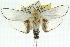  (Cryptophasa sp. ANIC74 - 11ANIC-11545)  @15 [ ] CreativeCommons - Attribution (2011) ANIC/CBG Photography Group Centre for Biodiversity Genomics