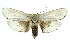  ( - 11ANIC-11547)  @15 [ ] CreativeCommons - Attribution (2011) ANIC/CBG Photography Group Centre for Biodiversity Genomics