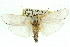  ( - 11ANIC-11548)  @13 [ ] CreativeCommons - Attribution (2011) ANIC/CBG Photography Group Centre for Biodiversity Genomics